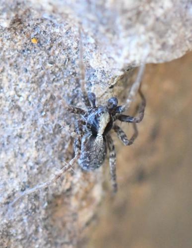 Pardosa sp.